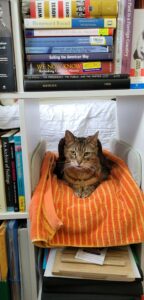 Mackerel Tabby cat sitting in a cubby on a bookshelf
