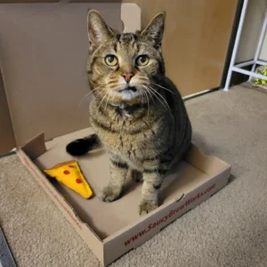 Kreacher the brown tabby cat with a snaggletooth looks at the camera while sitting inside a pizza box next to her pizza slice catnip toy