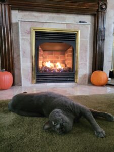 chubby grey cat Zowie (said Zoey) lays on green carpeting in front of a marble fireplace as a fire crackles and pumpkins sit alongside the hearth. She is on her side with her belly facing the fire, with her head laid back so she can look at the camera. Her front legs are stretched out to the right of the photo.